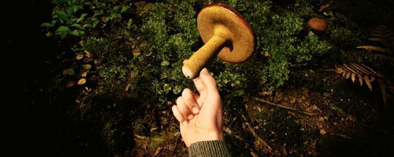 森林中蘑菇繁多，树木郁郁葱葱，阳光透过枝叶洒落