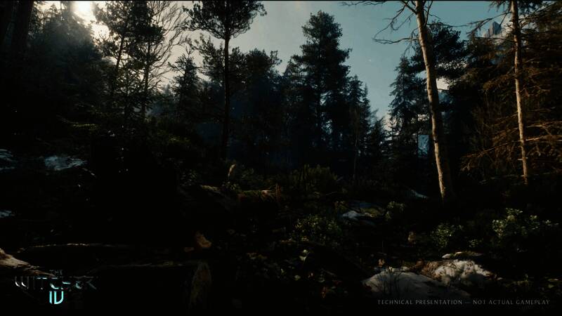 近景视角下的森林植被，叶片纹理清晰可辨