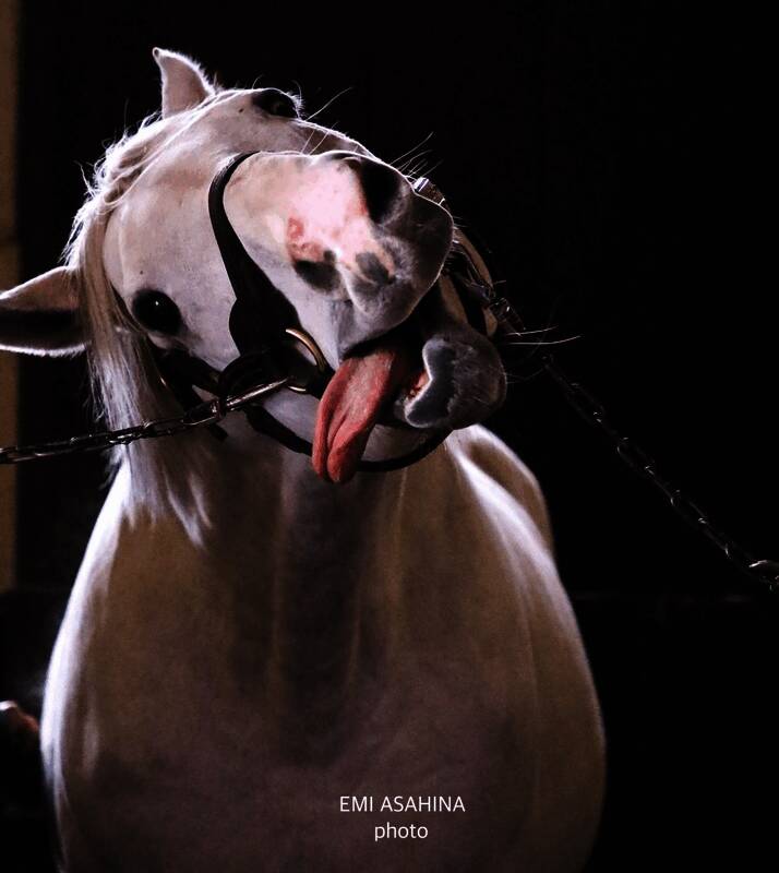 工作人员引导游客有序参观马场，确保不影响赛马生活