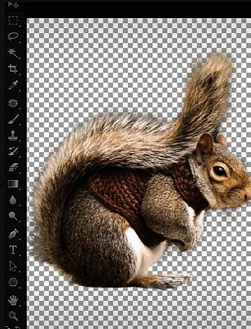 完成后的动物毛发抠图效果展示，毛发清晰分明无杂边