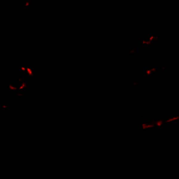 完成毛发修饰后的仓鼠形象展示