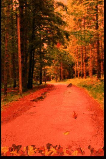 动态GIF展示最终导出的动画效果，落叶边缘呈现平滑过渡