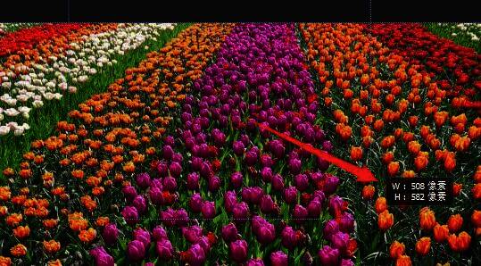 Photoshop界面细节截图，展示切片尺寸数值显示位置