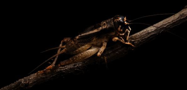 卡通风格的蟋蟀躲在墙角避暑插画，生动展现小暑节气自然现象