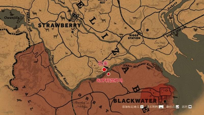 匈牙利混种马外观展示图，毛色独特，特征明显