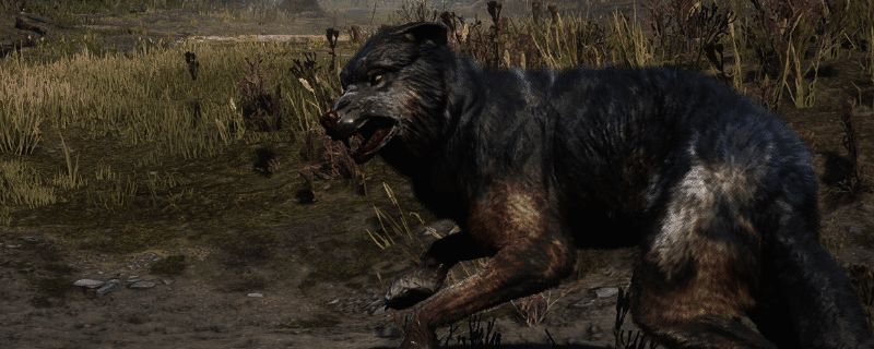 荒野大镖客2中的传说狼，毛色灰暗，眼神凌厉，背景为森林环境