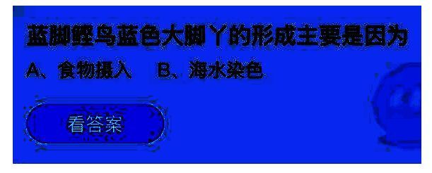 蓝脚鲣鸟站在岩石上，展示其醒目的蓝色大脚丫和白色羽毛