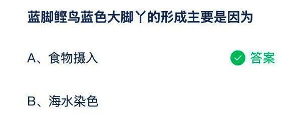 蓝脚鲣鸟脚部特写，清晰展现蓝色脚蹼的细节与结构