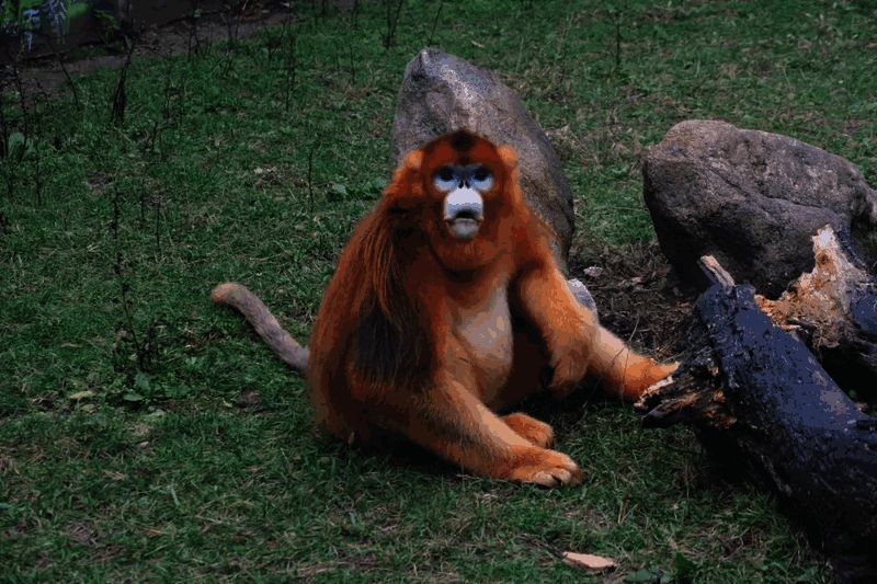 活泼可爱的雄性金丝猴，在林中灵活跳跃