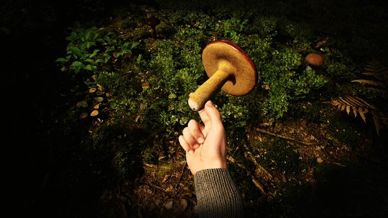 森林场景截图，阳光透过树叶洒落在地面，蘑菇点缀其中