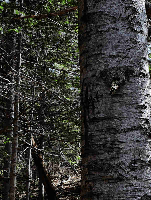 树干上清晰可见的熊爪痕迹