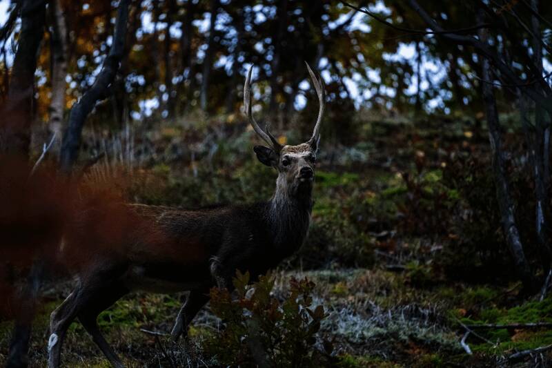 团队在林间小径行走，感受真实的自然氛围
