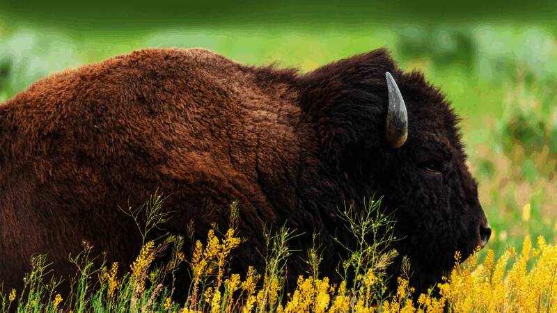 游戏内极光与冰原交相辉映的画面，展现出细腻的光影效果