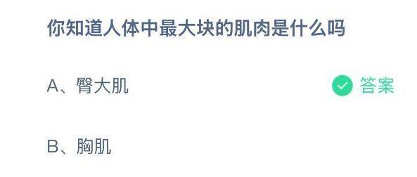 蚂蚁庄园题目解析页面，展示‘臀大肌’为正确答案及相关生理功能说明