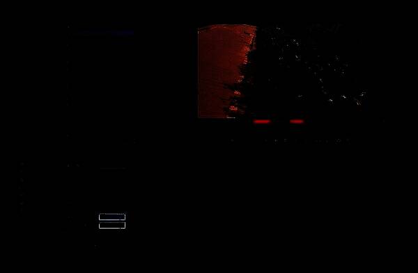 正在录音中，调音台显示活跃的音频信号