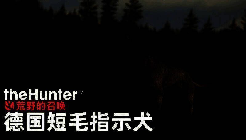 德国短毛指示犬在游戏中奔跑姿态展示，毛发细节清晰，眼神专注，正指向前方草丛中的猎物