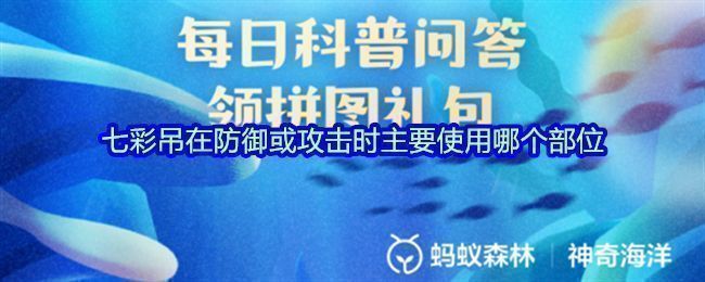 七彩吊在水中游动的特写画面，尾柄部位清晰可见，展现出其鲜艳体色与潜在攻击姿态