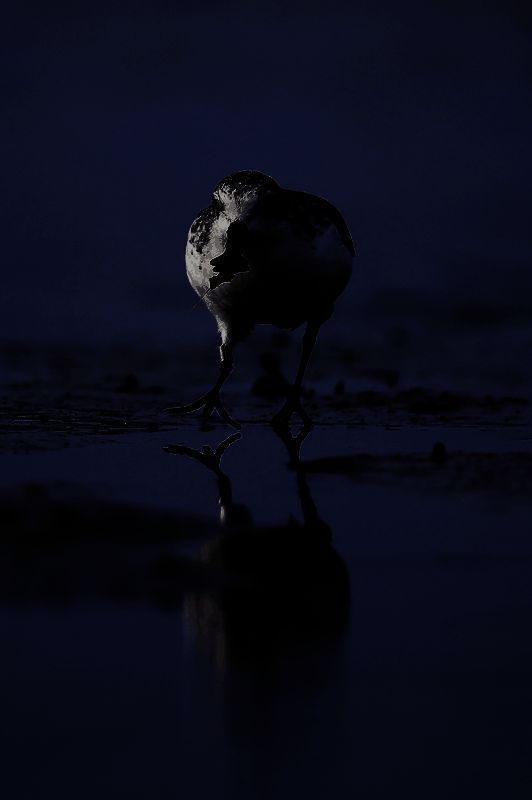 湛江湿地中，勺嘴鹬在浅水中觅食，背景为夕阳下的滩涂景观