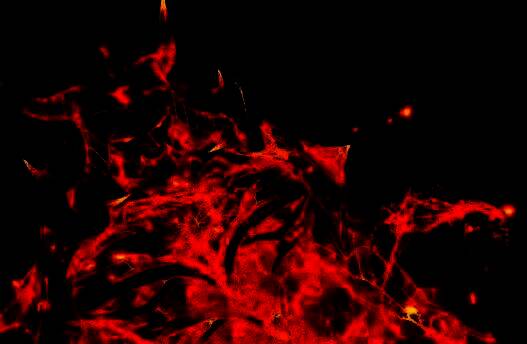 火狼、风狮、草熊、雷鹰四只初始魂兽并列展示，分别呈现火焰、疾风、森林与雷霆元素特效