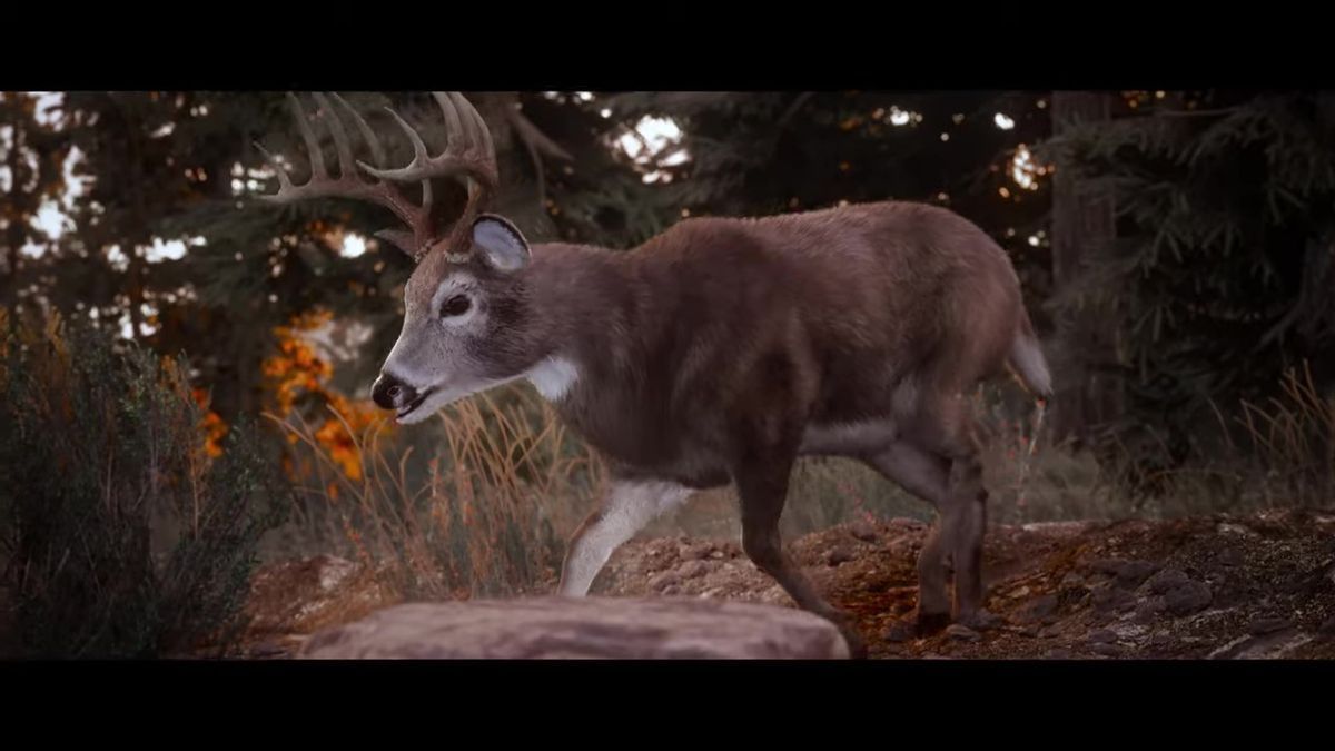 猎犬在草原上奔跑，鼻子贴近地面追踪猎物踪迹，阳光洒在草地上