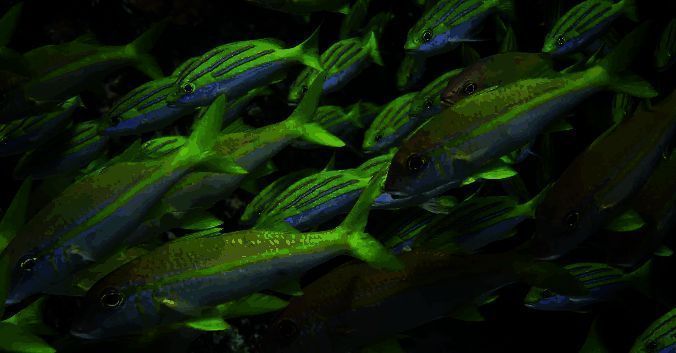 四线笛鲷高清图展示，清晰可见四条纵纹特征