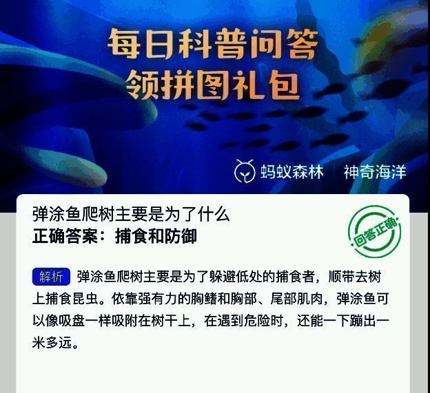 弹涂鱼正在攀爬红树树干的特写画面，前鳍紧贴树皮，身体呈弓起状态，展现其独特运动方式