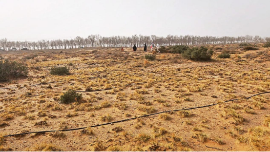 航拍视角下的腾格里沙漠植树现场，一排排整齐的幼苗在灰黄色沙丘上延伸出细长绿线，远处可见工作人员弯腰培土的身影与印有‘无尽的拉格朗日’LOGO的蓝色旗帜