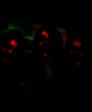 《根源之树已死》 v20250619升级档+未加密补丁[TENOKE]