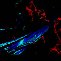 掌上瓦罗兰特助手 国际服 V1.8.0