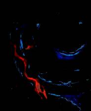 《苏打地牢》官方版