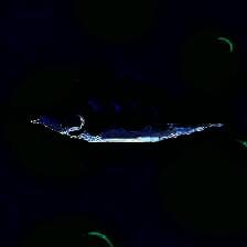 轻松水族馆 2025最新版 Vv1.1.3