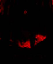 《腐根之里》游戏库