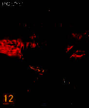 《神界2：龙骑士传奇》免安装中文版