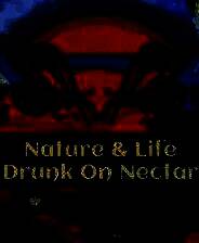 《自然与生命：沉醉于花蜜》 v1.0.3.1升级档+未加密补丁[TENOKE]