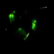 生存岛幸存者 V1.2