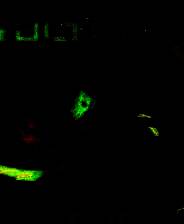 《奥特罗斯》免安装中文版