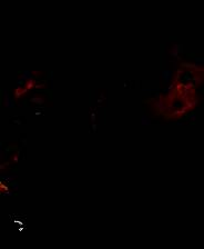 《圣铠传说》3DM简体中文免安装版