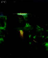 《疯狂恐龙乐园》英文镜像版