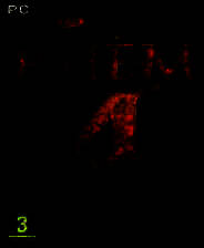 《回归之路4：黄金碎片 特别版》英文镜像版