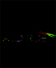 《狂野飞车》英文免安装版