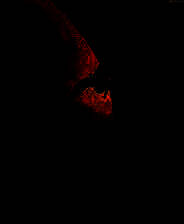 《黑暗殖民地》英文免安装版