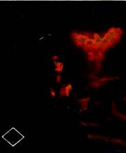 《咒语力量三部曲》国际中文黄金版