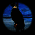 鸟类猎人狙击手 手机版 V1.0