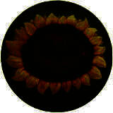 植物大战僵尸写实版 手机版 V1.1.5