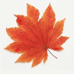 枫叶影视 免费追剧安装入口 V1.8.0